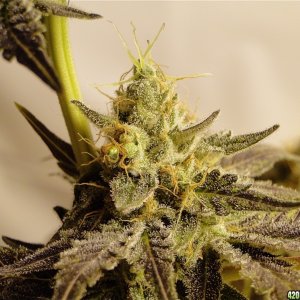 Organic Bubba Kush x Grand Daddy Purple Solo Cup Plant-Pheno #1