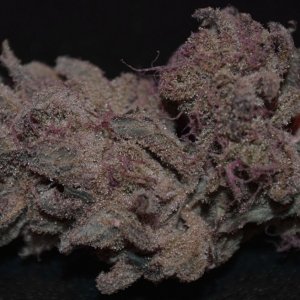 Blueberry gum #2