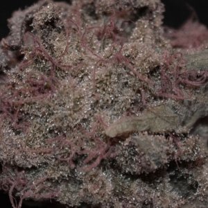 Blueberry gum #2