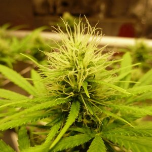 fem_1_bud