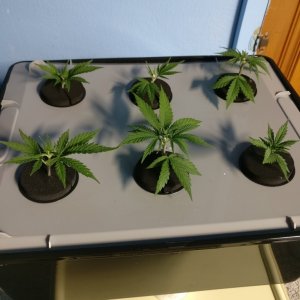 Test Clones 6