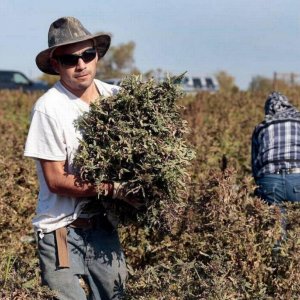 Hemp Farmer - Herald-Leader