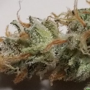 Critical auto