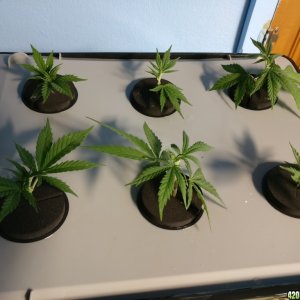 Test clones 7