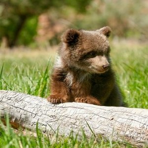 Bear Cub - Shutterstock