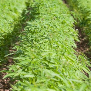 Industrial Hemp - Getty