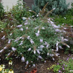 Purple Kush or Butterfly Bush