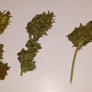 First three buds from Blueberry 1