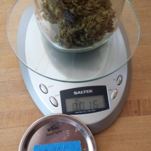 middle buds weight 24 hours after jarring