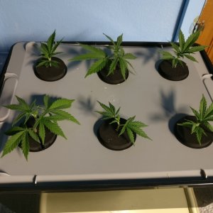 Test Clones 8