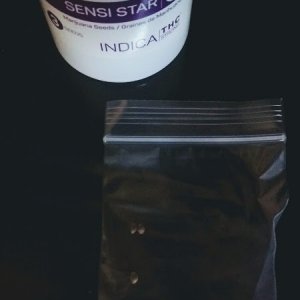 sensi star seeds