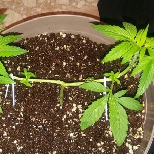 1/2 triploid 1/2 diploid..self topped (from seedling)..now main lined my wa