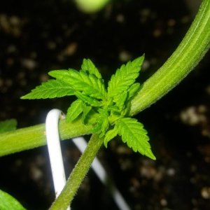 1/2 triploid 1/2 diploid..self topped (from seedling)..now main lined my wa