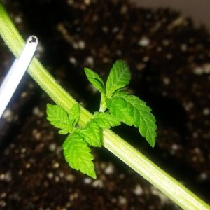 1/2 triploid 1/2 diploid..self topped (from seedling)..now main lined my wa