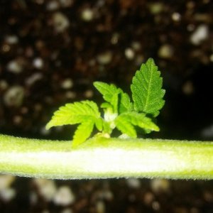 1/2 triploid 1/2 diploid..self topped (from seedling)..now main lined my wa