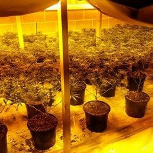 Indoor Grow - Redcar Town NPT