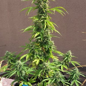 AK-47 day 79