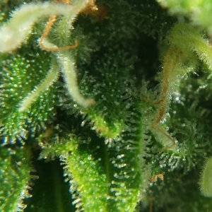 AK-47 day 79 macro