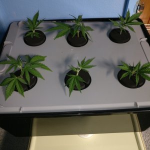 Test Clones 8