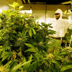 Indoor Cannabis Grow - Reuters