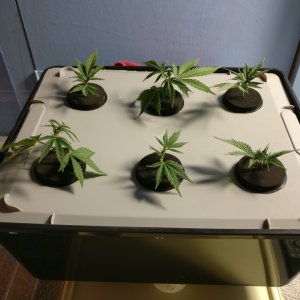 Test Clones 9