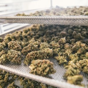 Buds Drying - Canopy Growth