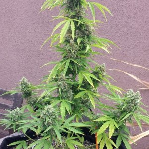 AK-47 day 81