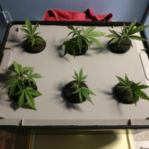 Test Clones