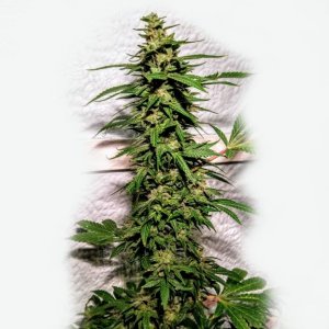 Holy Smoke female cannabiseeds Banana marijuana