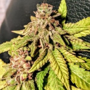 Holy Smoke female cannabiseeds Banana marijuana