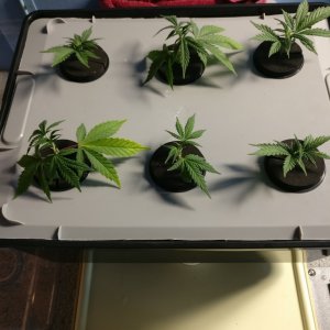 Clones at first feed