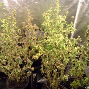 Flittermouse 2017 Indoor Grow