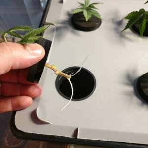 Clones Day 1 with food