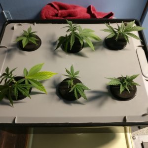 Clones Day 1 with food