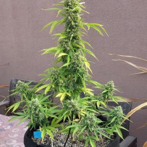 AK-47 day 85