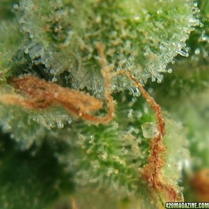 AK-47 day 85 macro