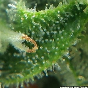 AK-47 day 85 macro