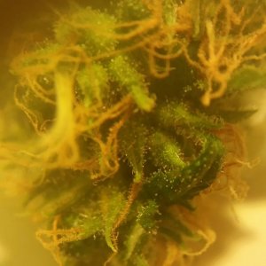 CBD Critical Cure