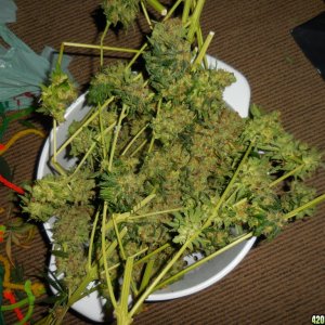 XXblueberry_twist_harvest_002