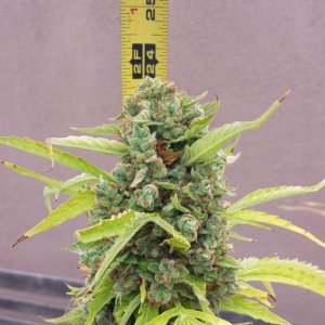 AK-47 day 86 at 24" before top chop