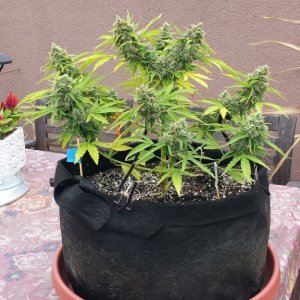 AK-47 day 86 after top chop