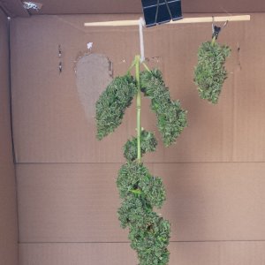 AK-47 top trimmed and hung