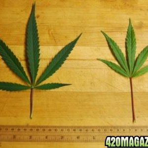 Lebby indica vs sativa pheno leaf