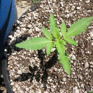 Moonshine blueberry grow