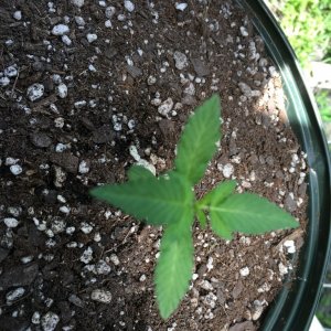 Moonshine blueberry grow