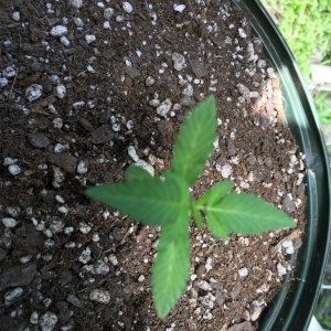 Moonshine blueberry grow