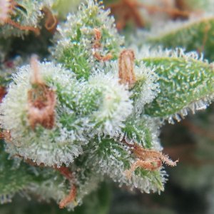 AK-47 bottom day 89 macro