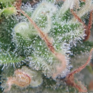 AK-47 bottom day 89 macro