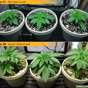 Usul's Grow 2.1 - Day 28