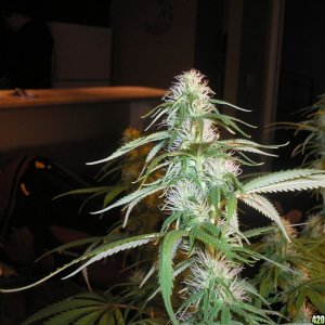 flowering day 27